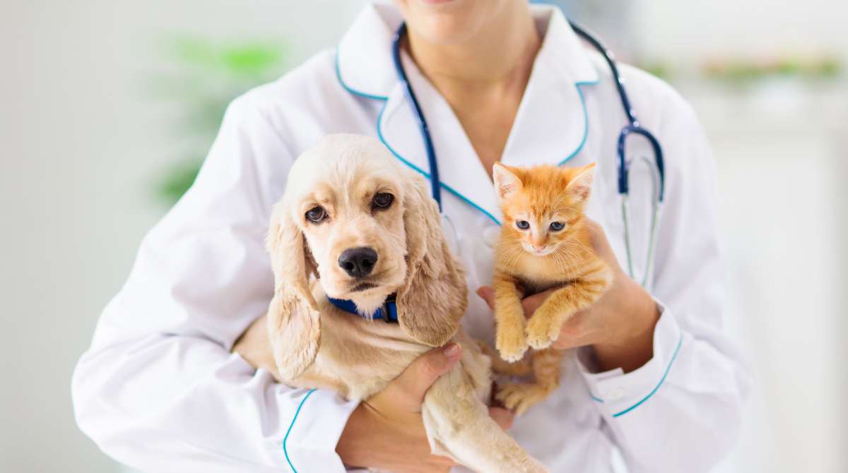 vaksin rabies untuk kucing dan anjing