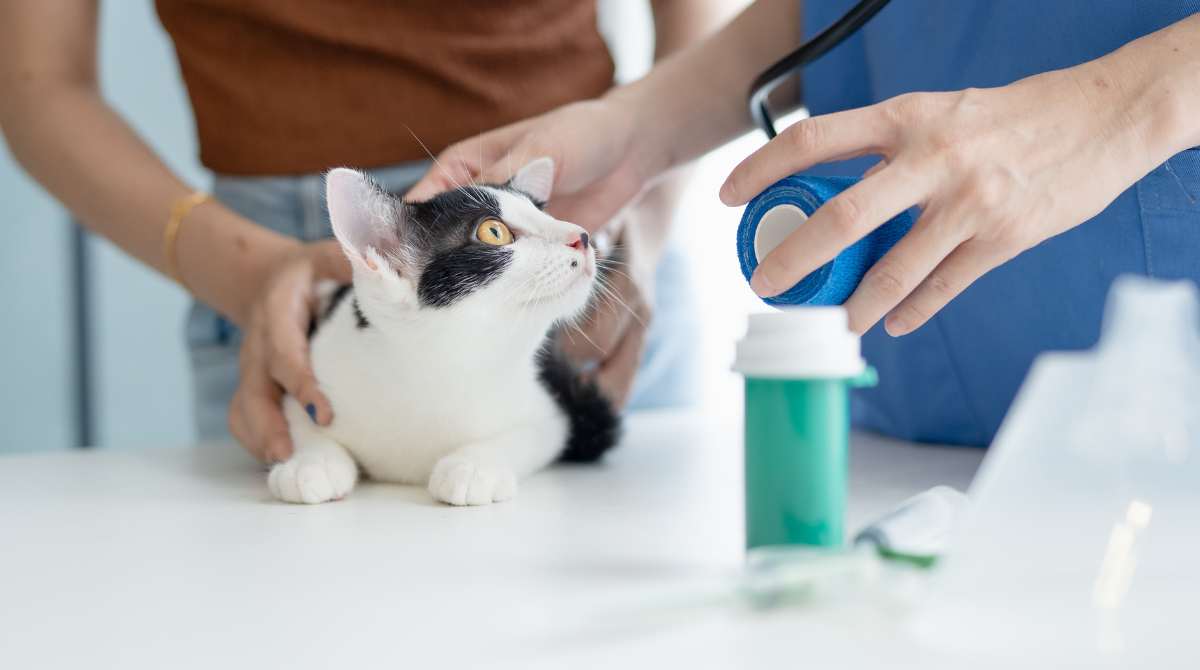 vaksin rabies untuk kucing dan anjing, suntik rabies