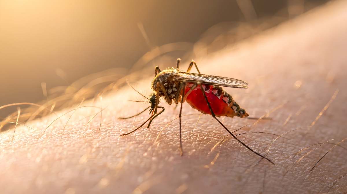 malaria knowlesi, monkey malaria