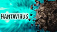 penularan hantavirus