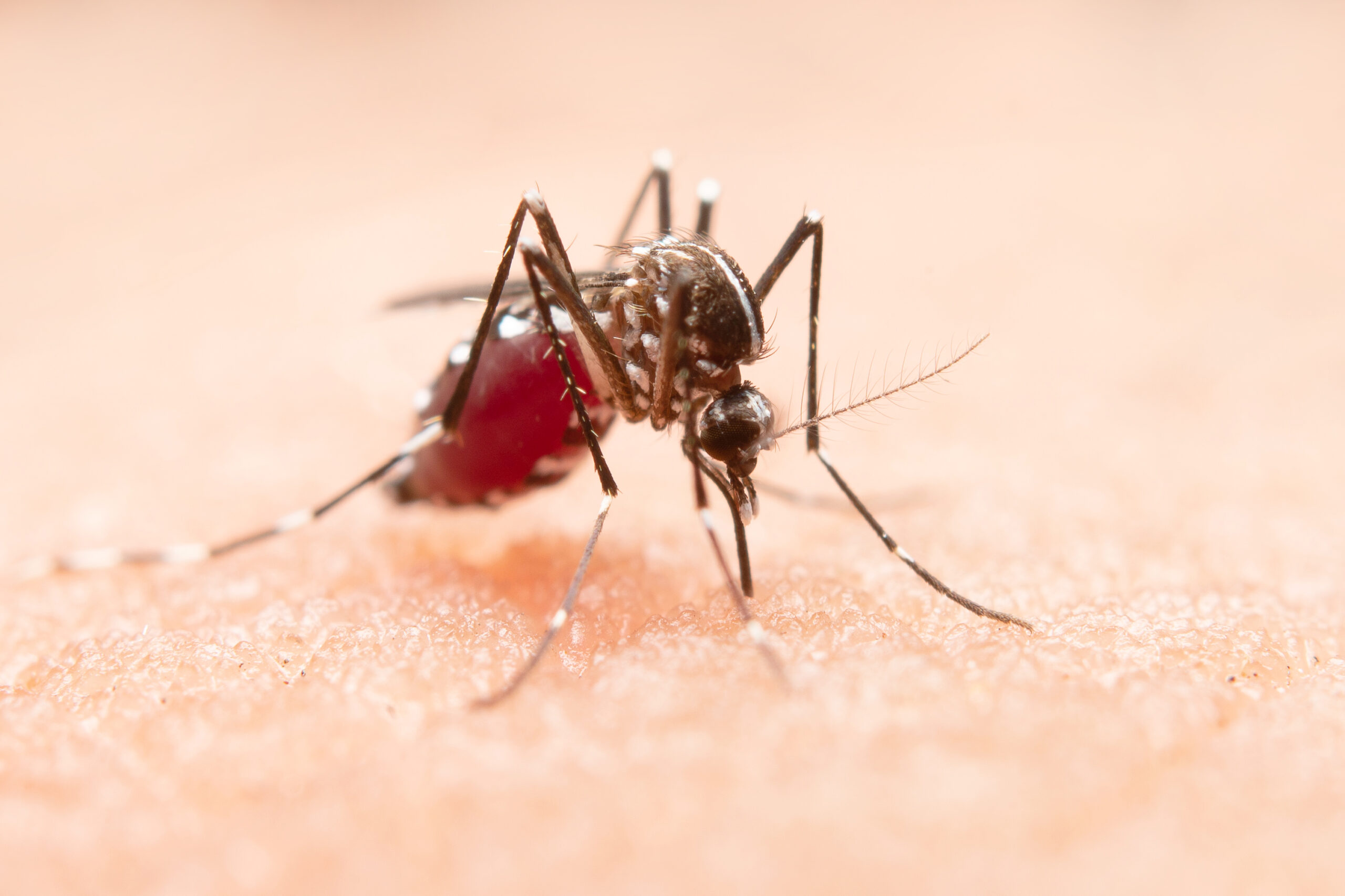 perlindungan anak dari demam berdarah dengue